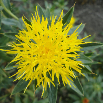 Yellow Safflower Flower seeds for Planting - Sun Loving, Heirloom & GMO Free Seeds for Home Garden