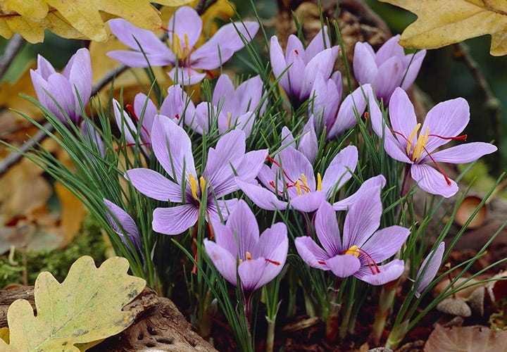 Saffron Crocus planting corms for borders, raised beds, and rock gardens.