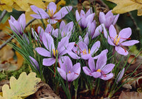 Saffron Crocus planting corms for borders, raised beds, and rock gardens.