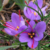 Saffron Crocus (Crocus sativus) flower bulbs for planting.