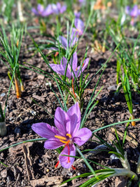 Annual saffron flowers with colorful blooms growing in a sunny garden landscape