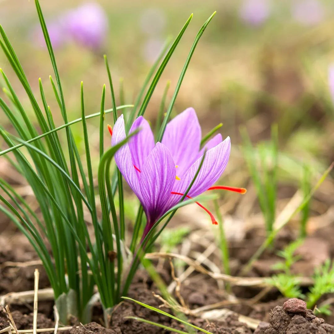 Saffron flower seeds for planting in home gardens, containers, and outdoor flower beds