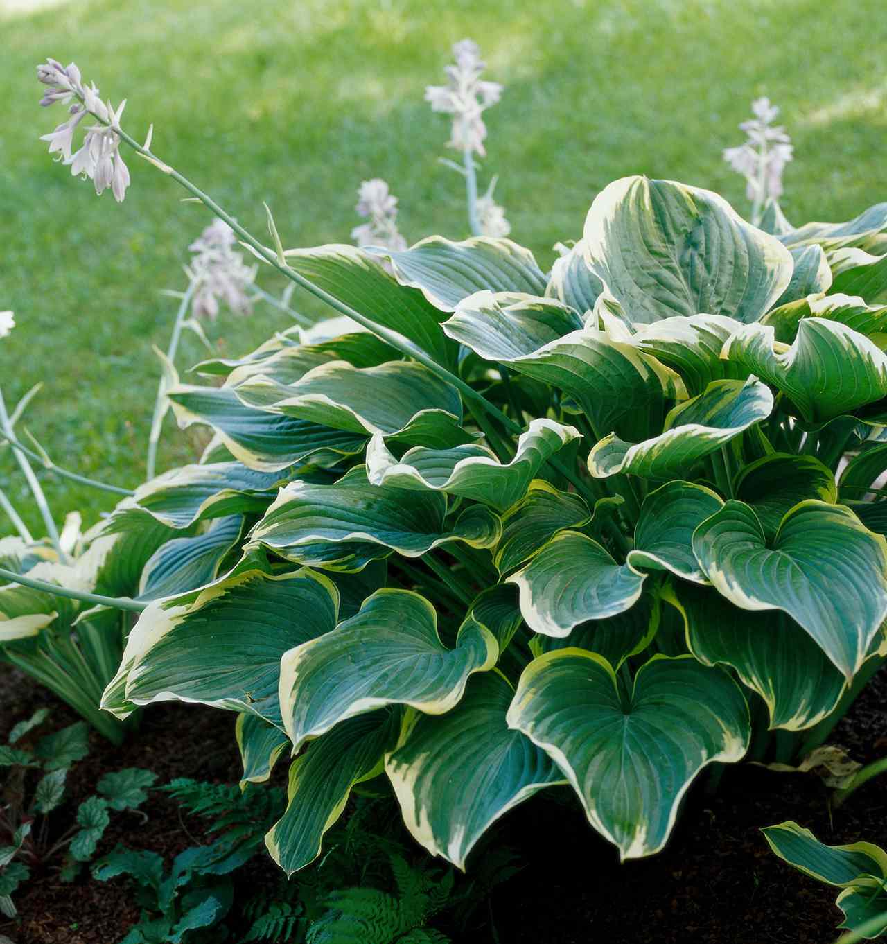 Hosta Bulb Starter | Lush Perennial Foliage Plant for Outdoor Gardens