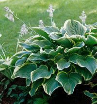 Hosta Bulb Starter | Lush Perennial Foliage Plant for Outdoor Gardens