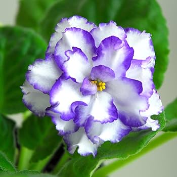 Saintpaulia Flower Seeds for Planting