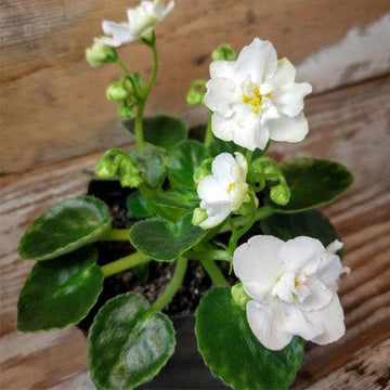 Saintpaulia White Flower Seeds