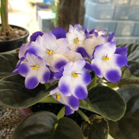 Saintpaulia White Violet Flower Seeds for Indoor Planting