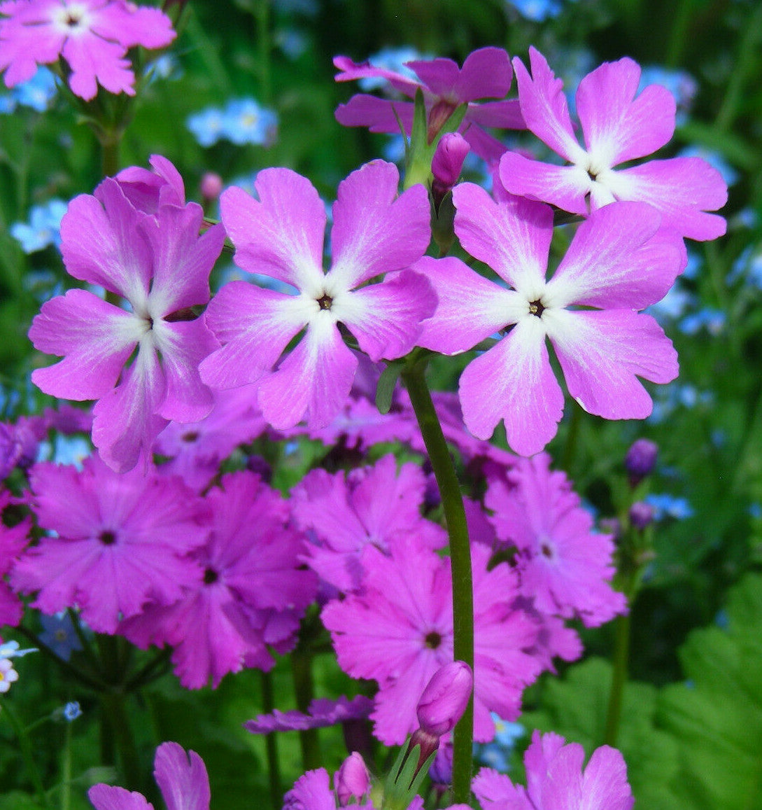 Sakurasou perennial flowers growing in a shaded garden border.
