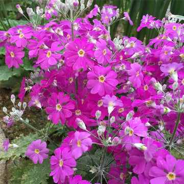 Sakurasou Primula sieboldii flower seeds for planting in home gardens.