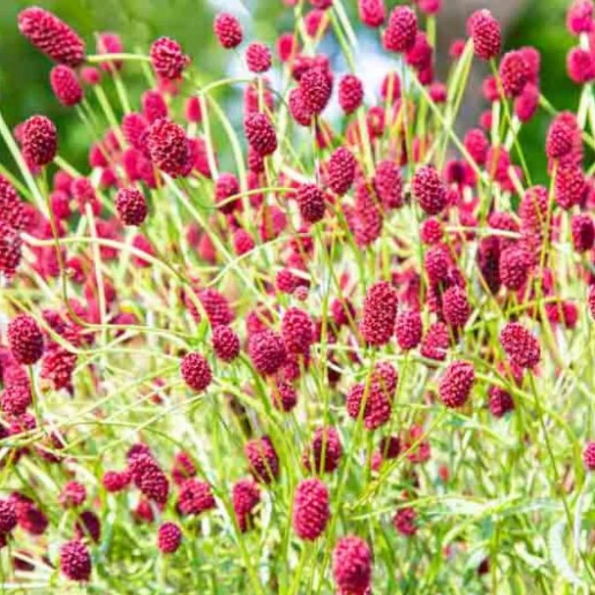 Non-GMO Salad Burnet seeds suitable for raised beds and kitchen gardens