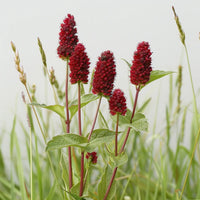 Salad Burnet seeds for planting in home herb gardens and containers