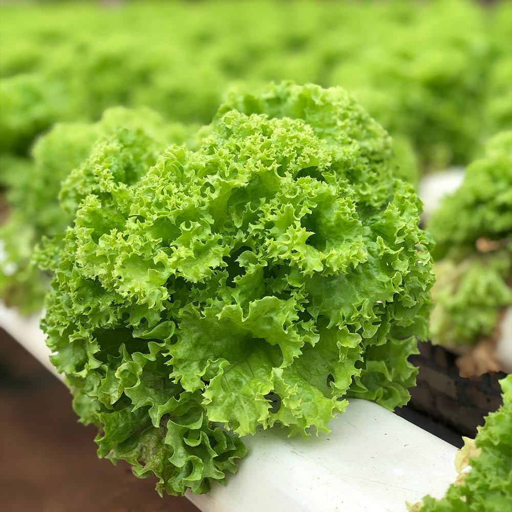 Salad greens seedlings growing from seeds