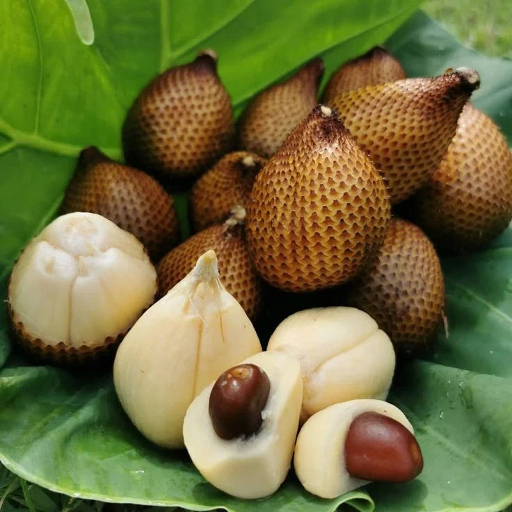 Salak snakeskin fruit seeds for planting in home gardens