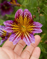 Salpiglossis Flower seeds for Planting Perfect for Borders Heirloom & GMO Free Seeds for Home Garden