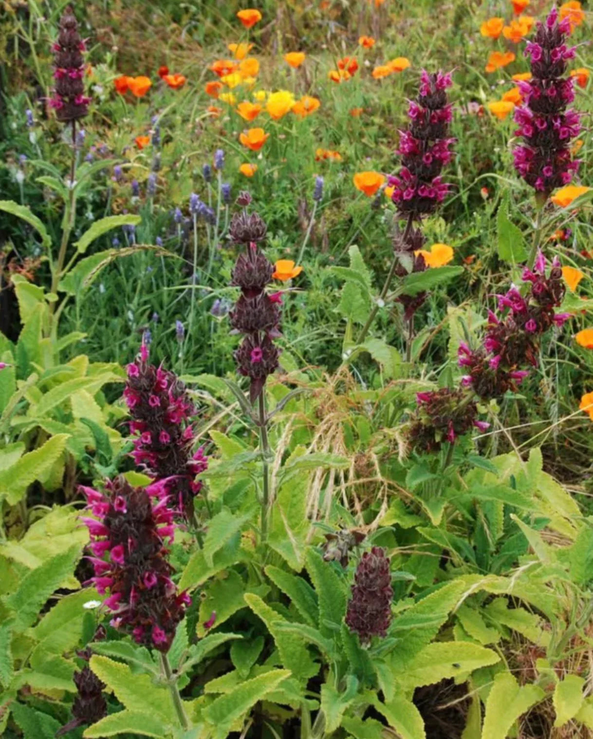 Salvia spathacea blooming in a sunny garden border with colorful flowers.