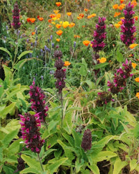 Salvia spathacea blooming in a sunny garden border with colorful flowers.