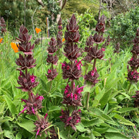 Salvia spathacea Hummingbird Sage seeds for planting in home gardens and containers.