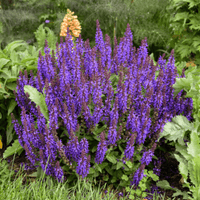 Purple Perennial Flower seeds for Planting Colorful Display Heirloom & GMO Free Seeds for Home Garden