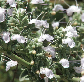 Apiana Flower seeds for Planting Wildflower Mix Heirloom & GMO Free Seeds for Home Garden