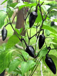 Vigorous Samen-Schmecken vegetable plants grown from seeds