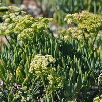 Samphire vegetable seeds for planting in home gardens and containers