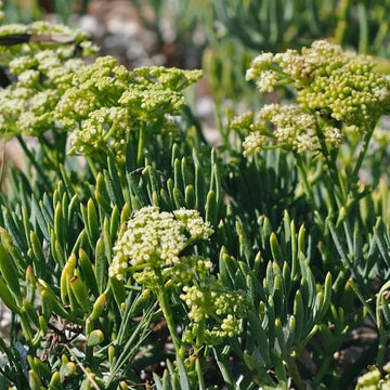 Samphire vegetable seeds for planting in home gardens and containers