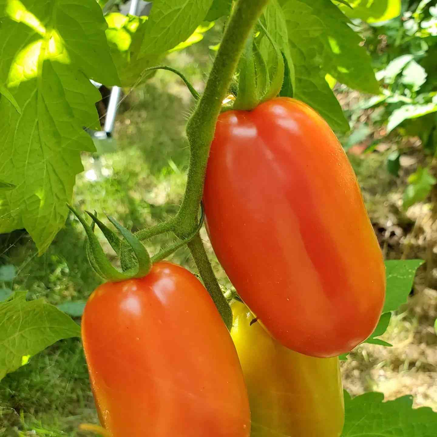 Italian San Marzano paste tomato seeds for home vegetable gardening