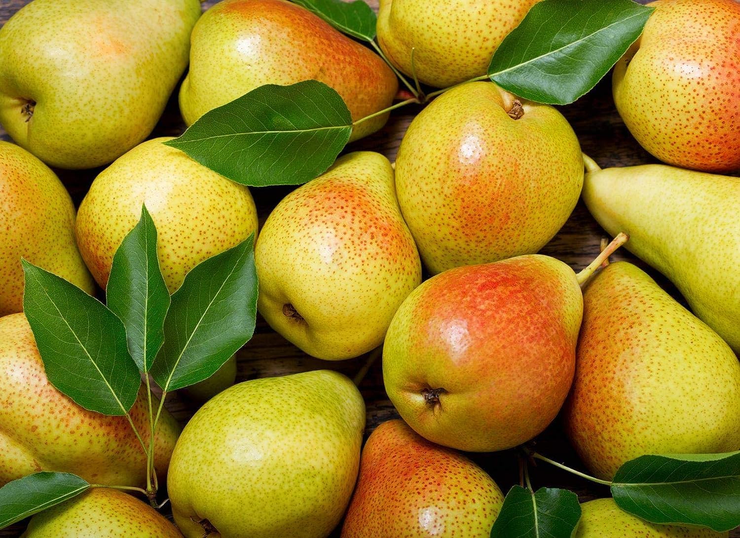 Sand Pear tree with crisp, juicy fruit