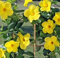 Sanderi Dipladenia flowers blooming in a colorful home garden.