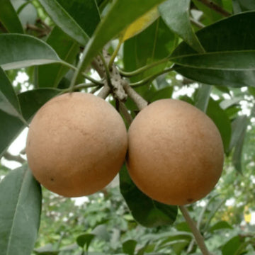 Sapota fruit tree seeds for planting in home gardens and orchards.