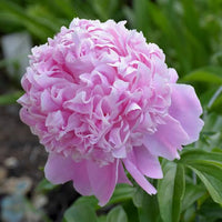 Sarah Bernhardt Garden Peony roots for outdoor garden planting.