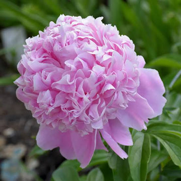 Sarah Bernhardt Garden Peony roots for outdoor garden planting.