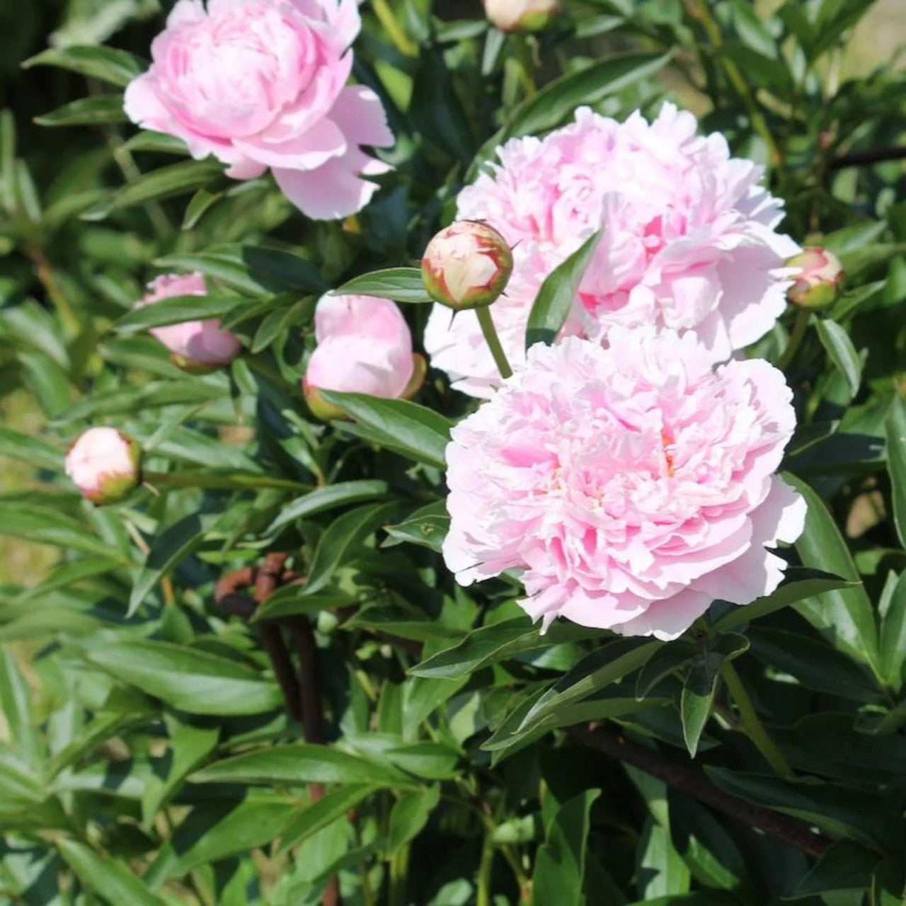 Sarah Bernhardt Garden Peony growing in a landscape border.