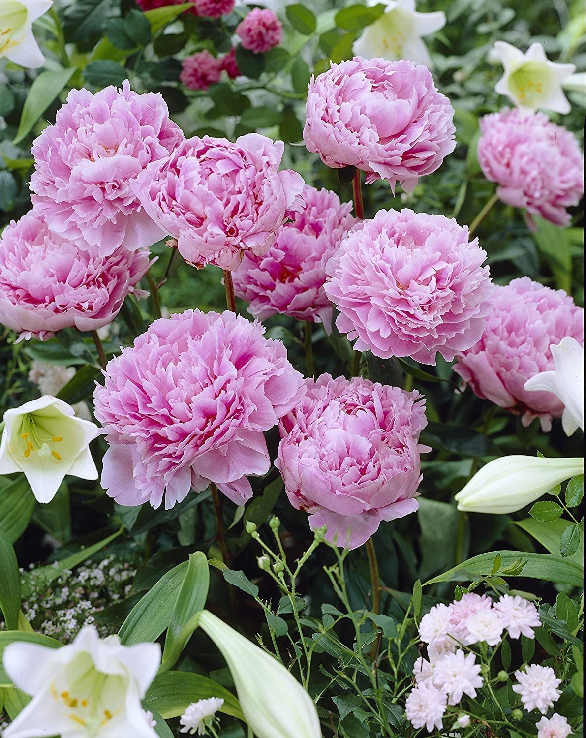 Soft pink Sarah Bernhardt Peony flowers blooming in a garden bed.