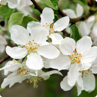 Sargent’s crabapple seeds Malus sargentii tree with white spring blossoms