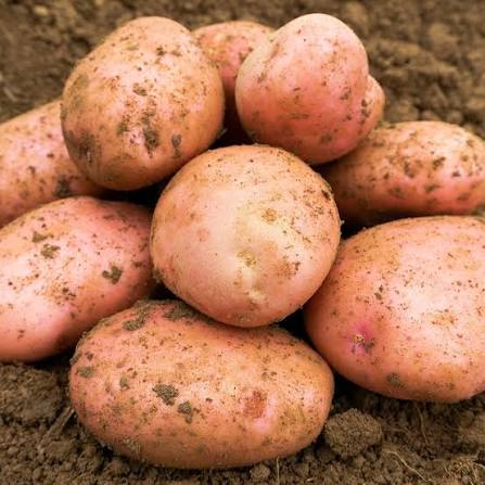 Sarpo Mira potato seeds for planting in home gardens and raised beds.