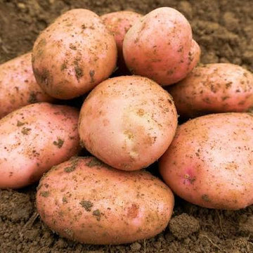 Sarpo Mira potato seeds for planting in home gardens and raised beds.