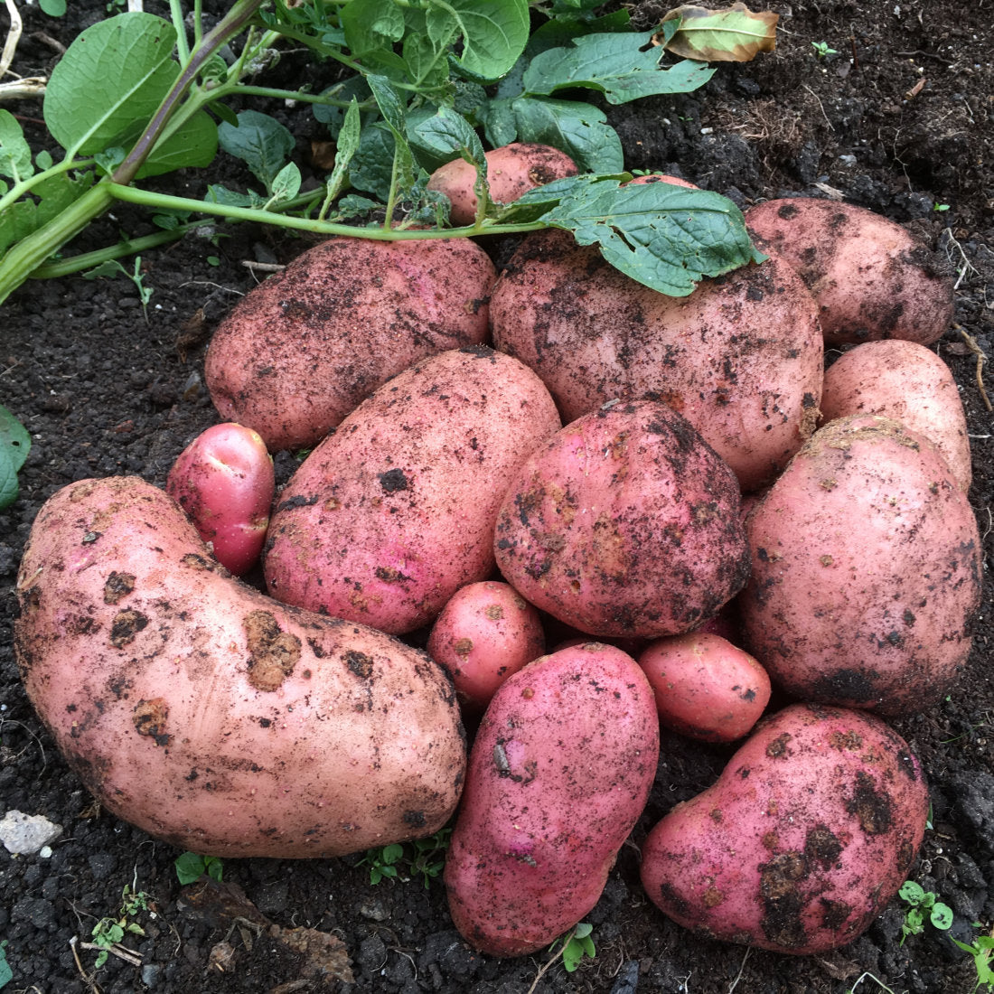 Sarpo Mira vegetable seeds for growing potatoes in backyard gardens.