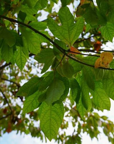 Sassafras Albidum tree seeds for planting in home gardens
