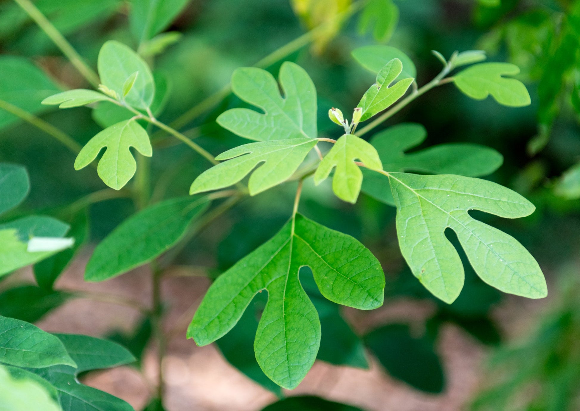 Young Sassafras Albidum tree growing in a landscape