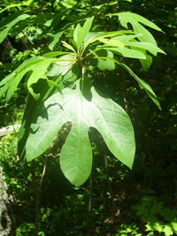 Ornamental Sassafras tree adding greenery to a landscape area.

