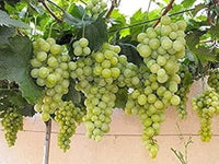 Sauvignon Blanc grape seeds for planting