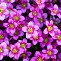 Heirloom Saxifraga Mossy Flower seeds for Planting Low Maintenance Heirloom & GMO Free Seeds for Home Garden