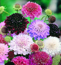 Colorful Scabiosa pincushion flowers blooming in a garden