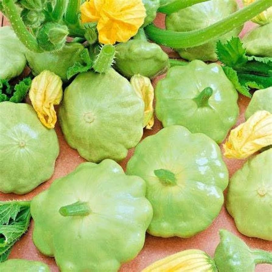 Scallop summer squash plant grown from seeds