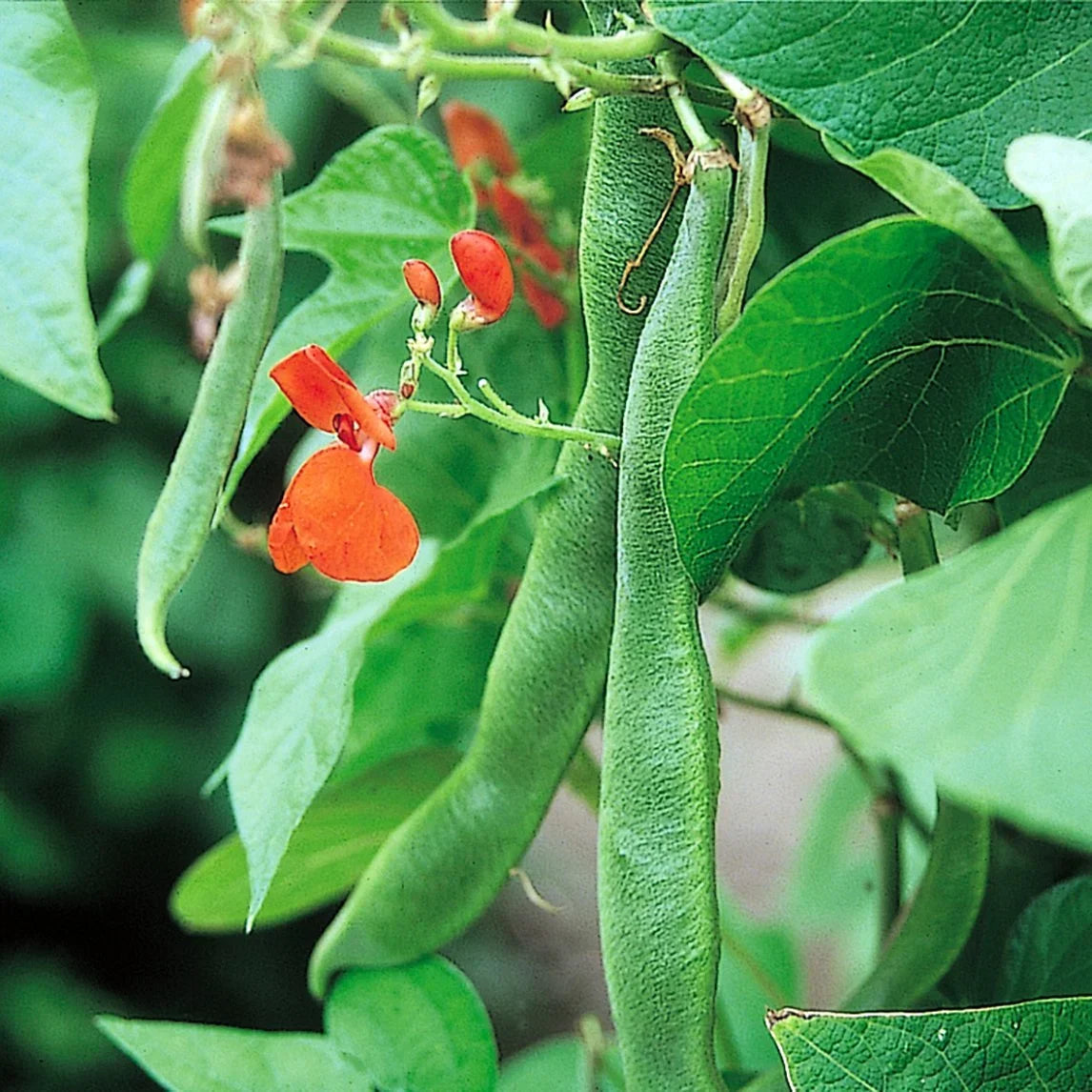 Scarlet Runner Bean heirloom seeds for home garden planting