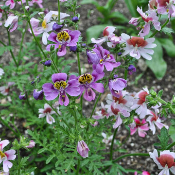 Heirloom Schizanthus Flower seeds for Planting Shade Tolerant Heirloom & GMO Free Seeds for Home Garden