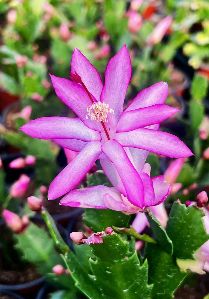 Purple Schlumbergera flowers growing in hanging pots