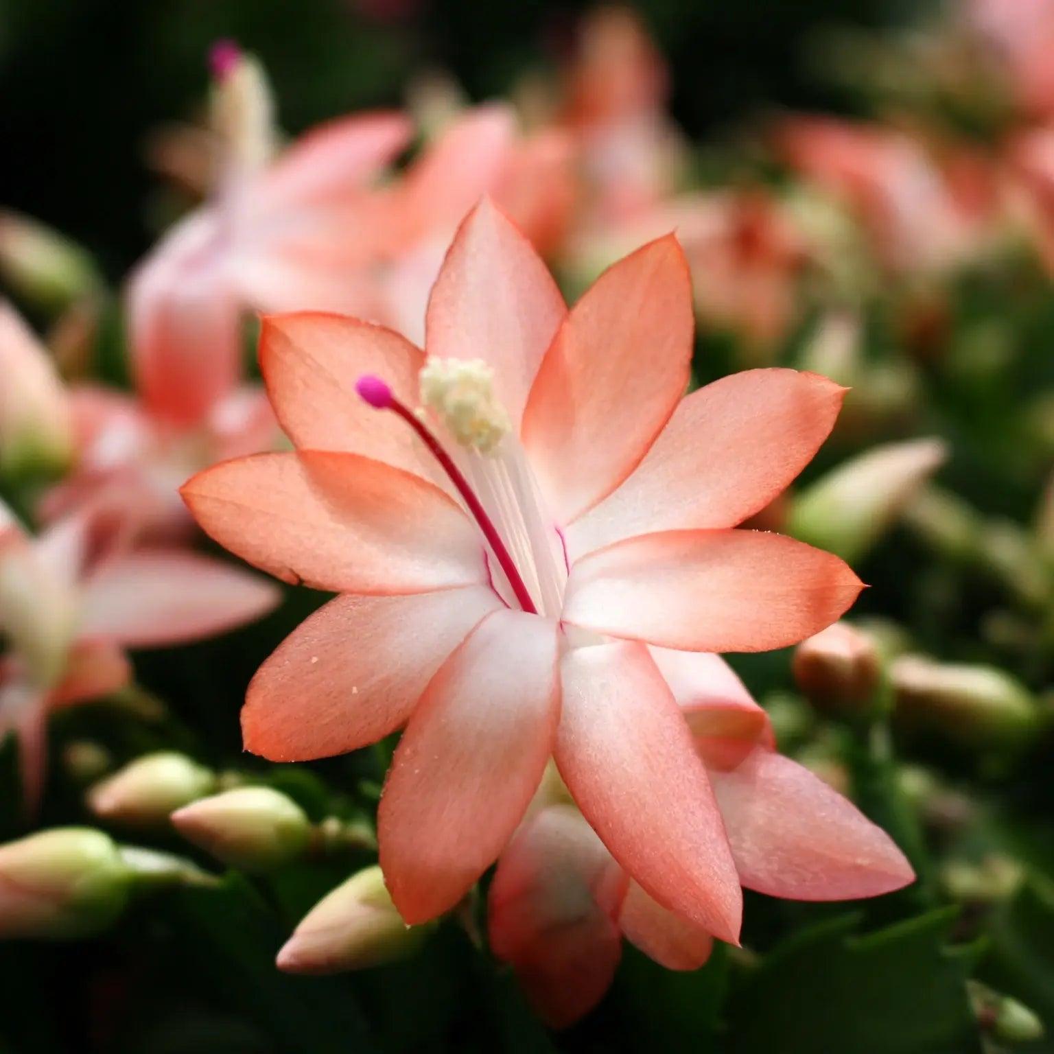 Orange Schlumbergera Flower seeds for Planting - Colorful Display, Heirloom & GMO Free Seeds for Home Garden