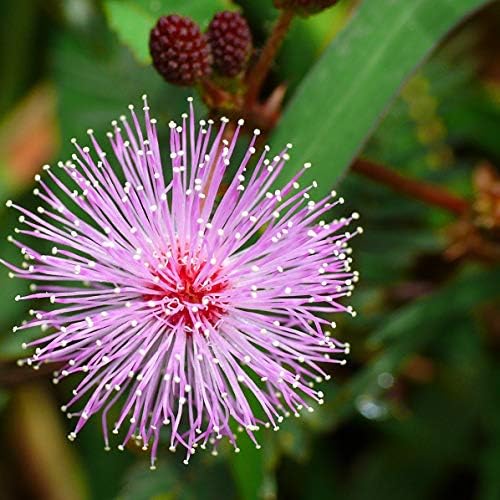Schrankia Flowering Uncinata Seeds for planting